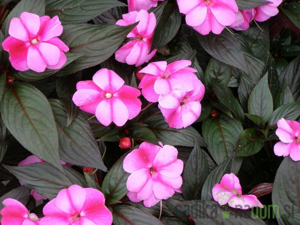 Sončna vodenka Nova Gvineja (Impatiens New Guinea)