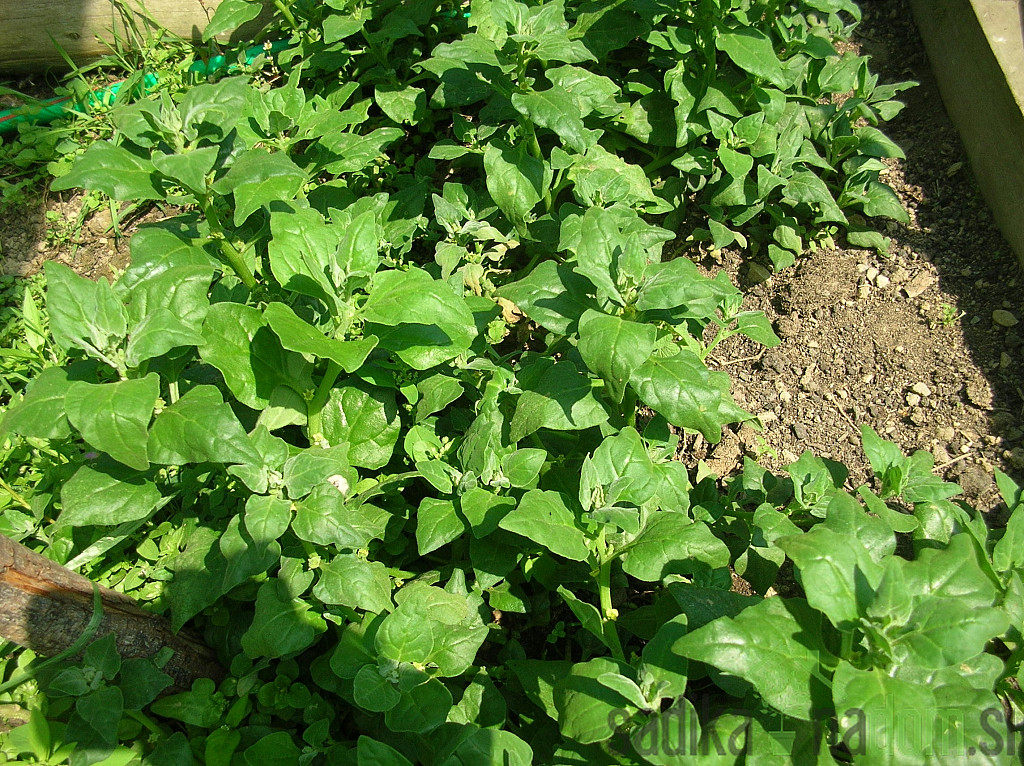 Seme Špinača Novozelandska plazeča A461