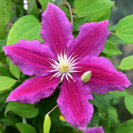 Srobot Hania (Clematis)