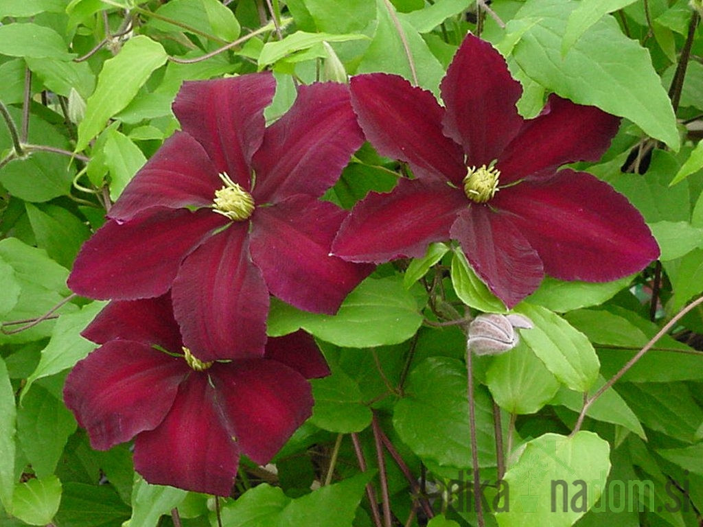Srobot Niobe (Clematis)