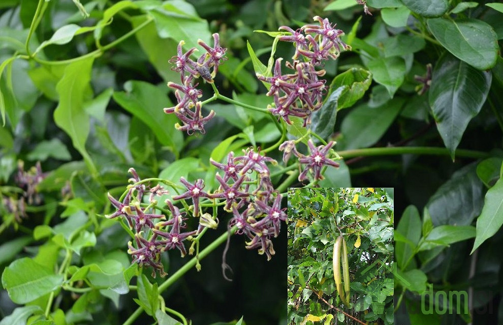 Svilena trta (Periploca Graeca)