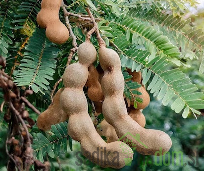 Tamarinda/ Indijski datelj (tamarindos indica)