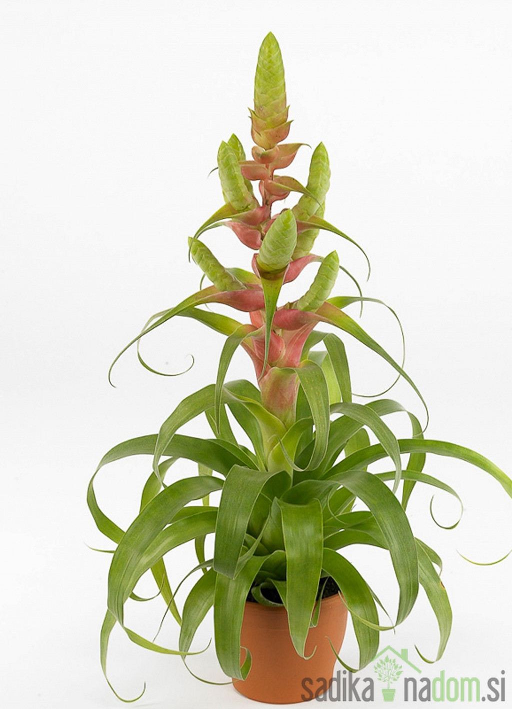 Tillandsia Samantha