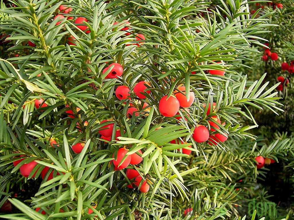 Tisa (Taxus Baccata)