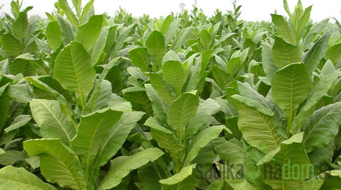 Tobak Virginia (Nicotiana tobacum)