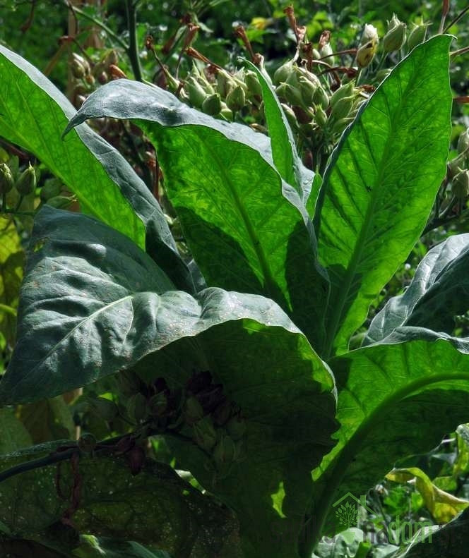 Tobak Virginia Gold (Nicotiana tobacum)