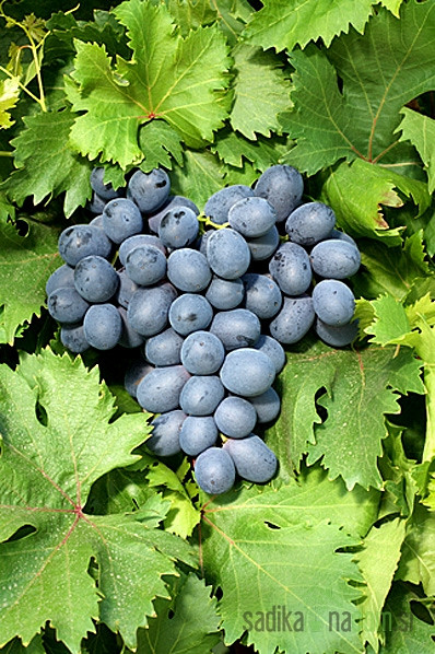 Trta Apirena črna - brez pečk