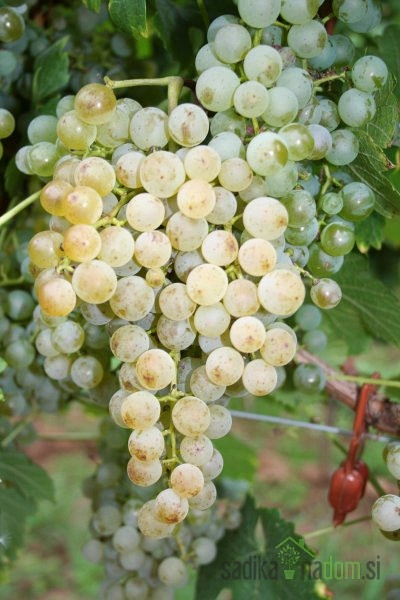 Trta Cabernet Beli