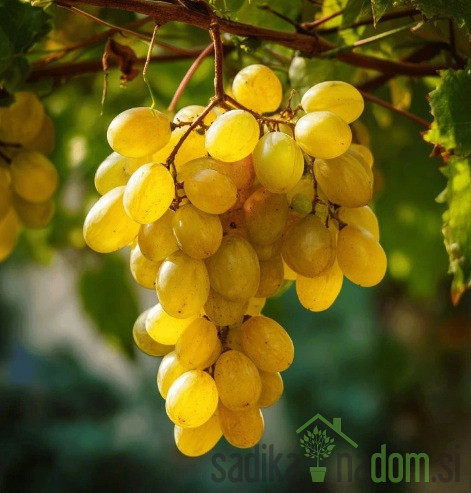 Trta Regal / brez pečk