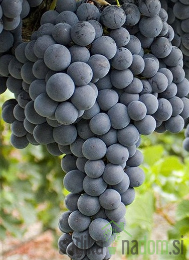 Trta Smeralda - BREZ PEŠK