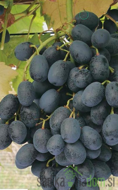 Trta Stock Blue / brez pečk