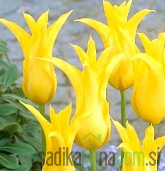 Tulipan Flashback
