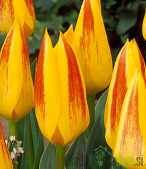 Tulipan Giuseppe Verdi