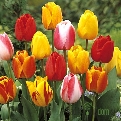 Tulipan mešanica barv