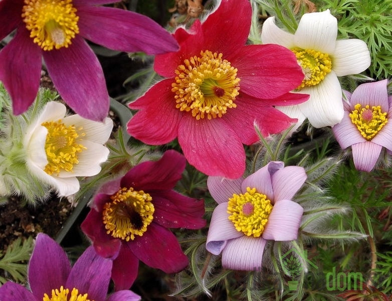 Velikonočnica (Pulsatilla vulgaris) - mešanica barv