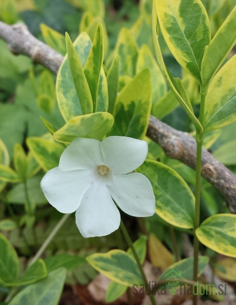 Navadni zimzelen Alba Variegata (Vinca minor)