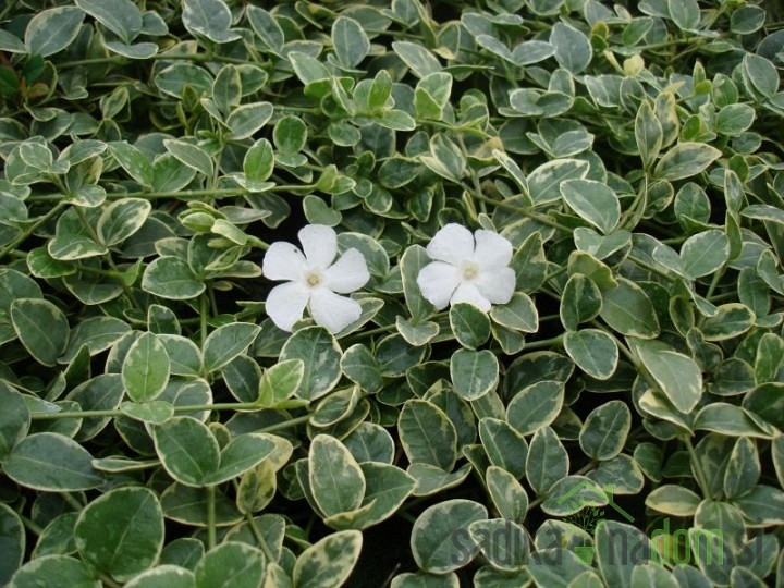 Navadni zimzelen Evelyn (Vinca minor)