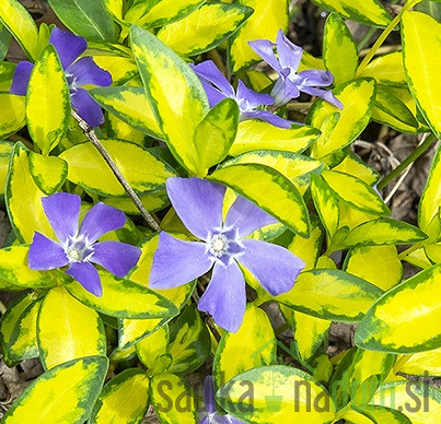 Vinika Ilumination (vinca minor)