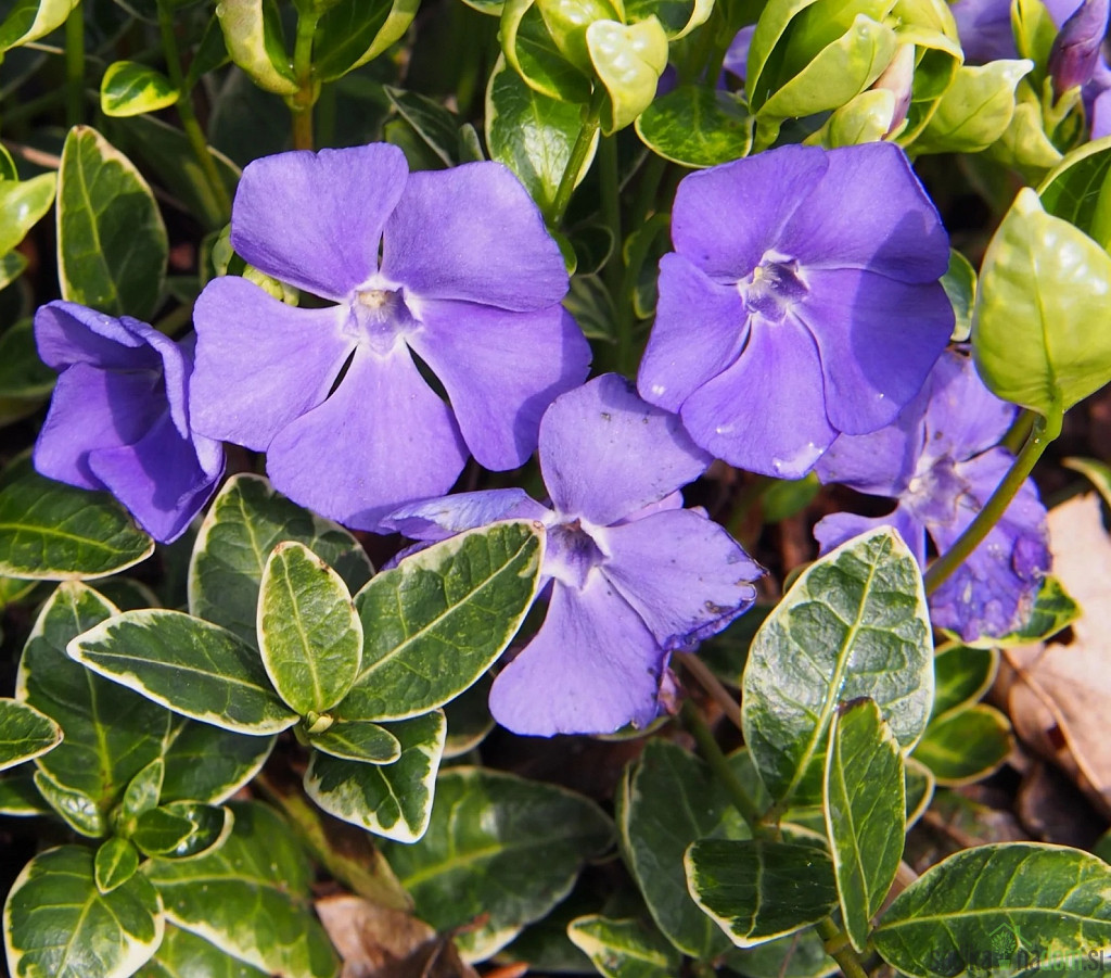 Vinika Ralph Shugert (vinca minor)