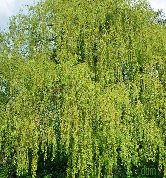 Salix alba tristis - VRBA ŽALUJKA