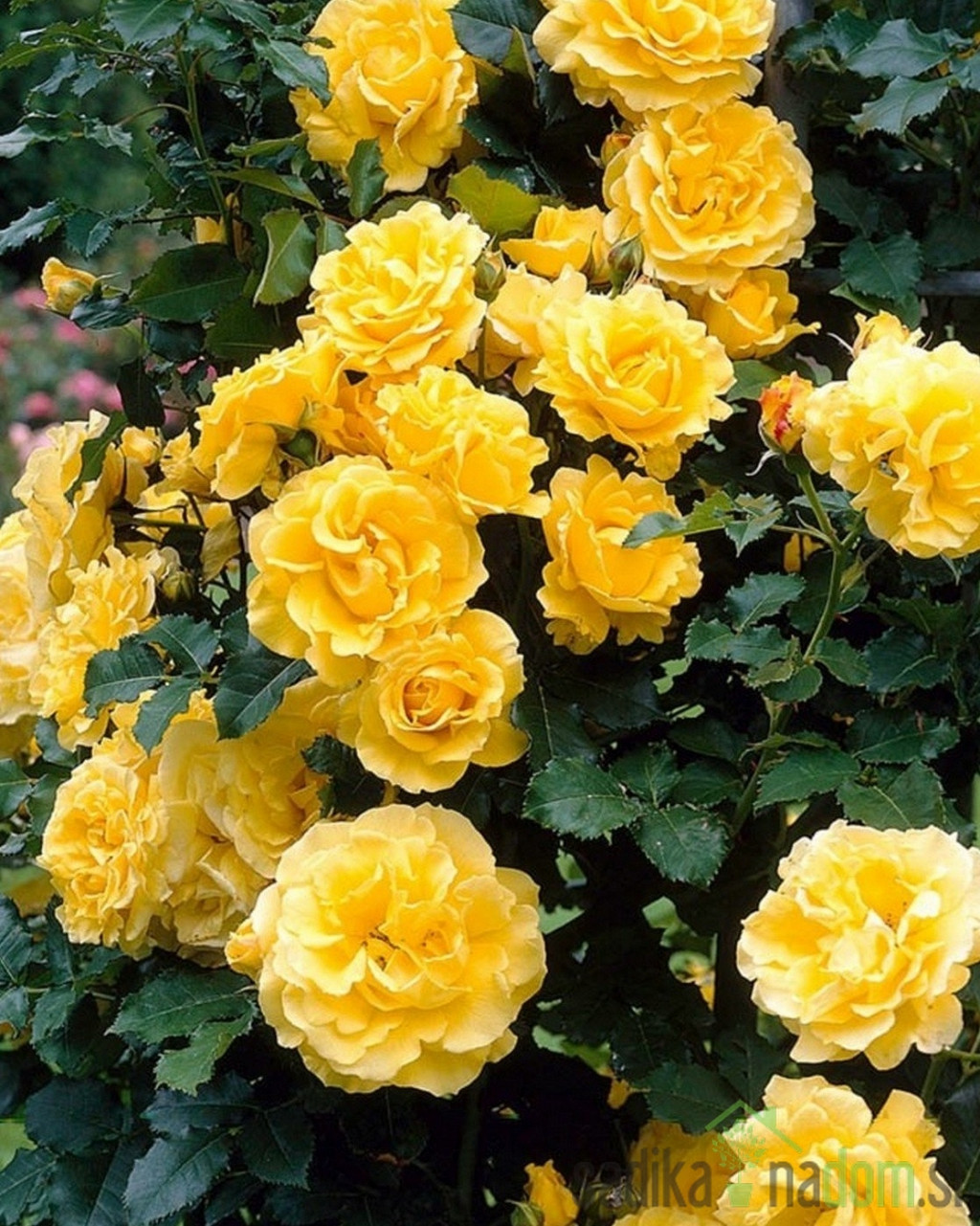 Vrtnica Golden Showers