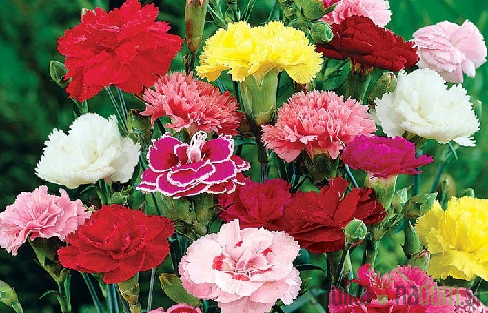 Vrtni nagelj (Dianthus caryophyllus)