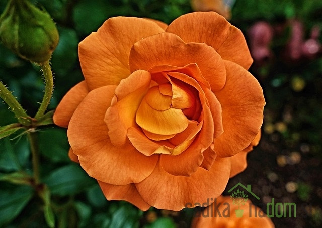 Vrtnica Arnold Del Bard