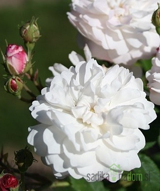 Vrtnica Bouquet Blanc
