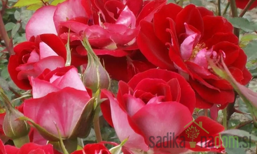 Vrtnica Crimsonette
