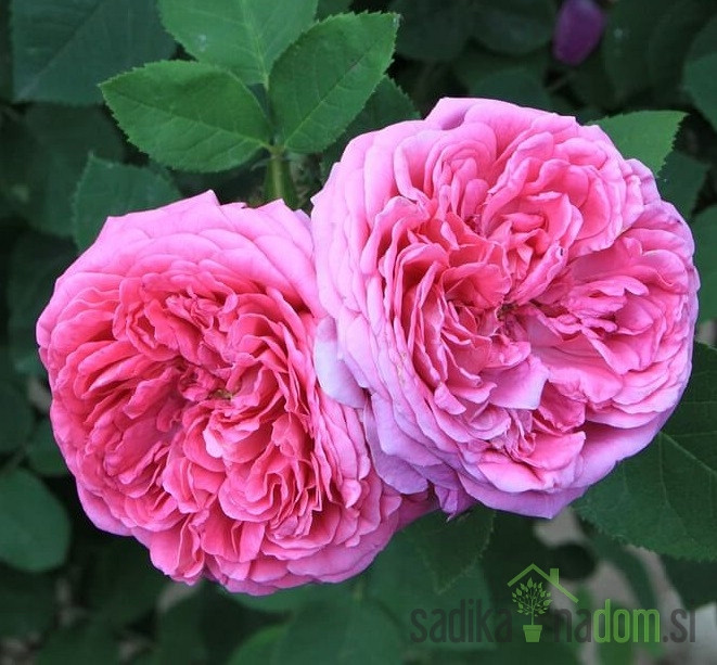 Vrtnica Blush Damask