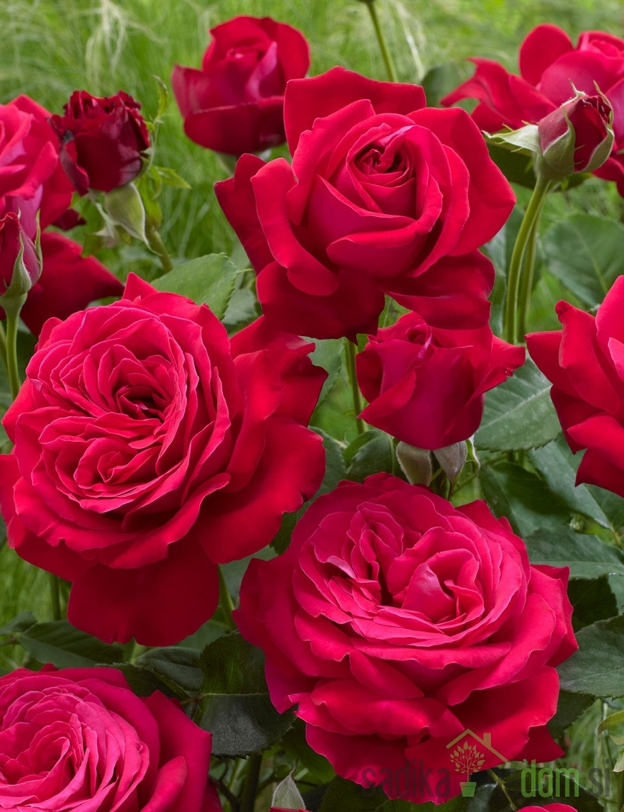 Vrtnica Dame De Coeur - MOČNO DIŠI