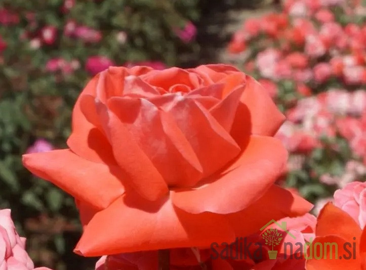 Vrtnica Erato