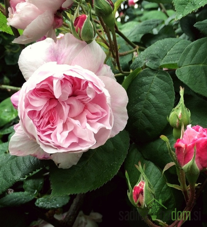 Vrtnica Fantin Latour