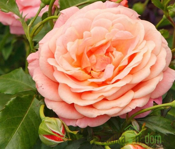 Vrtnica Kordes Peach Melba - VZPENJALKA