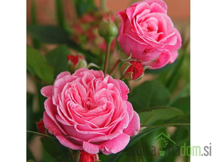 Vrtnica Kordes Rosengrafin Marie Henriette - MNOGOCVETNICA