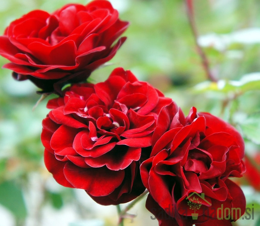 Vrtnica Lavaglut - stebelna mnogocvetnica