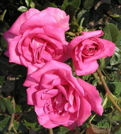Vrtnica Lucia Nistler