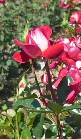 Vrtnica Nefeli