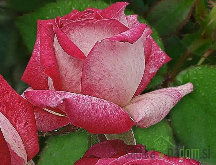 Vrtnica Rose Perle