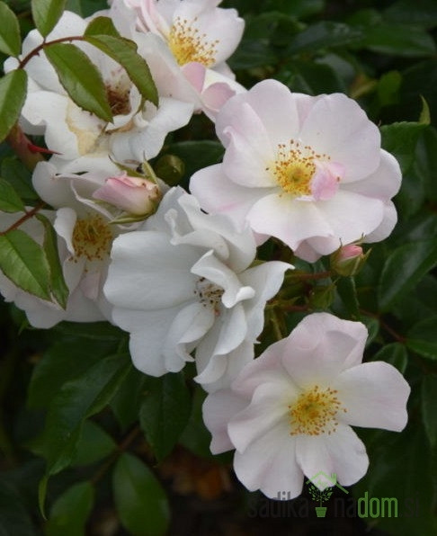 Vrtnica Rosee Du Matin