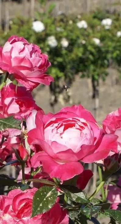 Vrtnica Thaleia