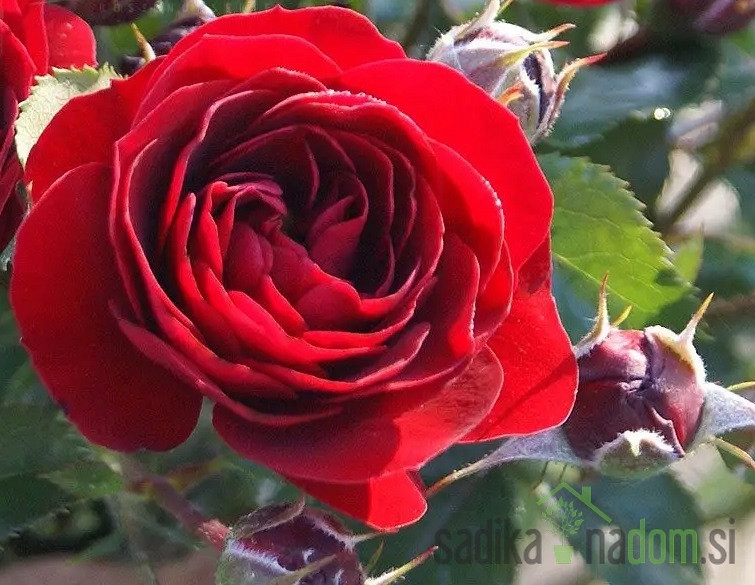 Vrtnica Theano - stebelna