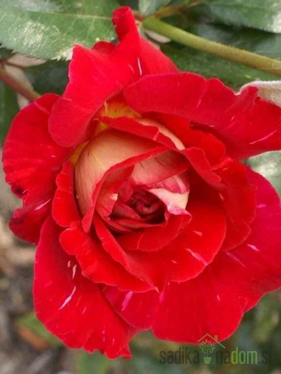 Vrtnica Une Nuit Dete -  stebelna čajevka