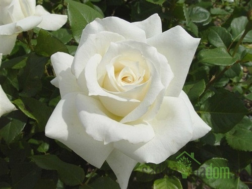 Vrtnica White Tresor