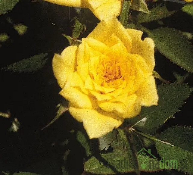 Vrtnica Yellow Doll
