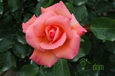 Vrtnica Zambra 93