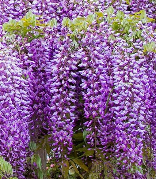 Glicinija Black Dragon (Wisteria sinensis)