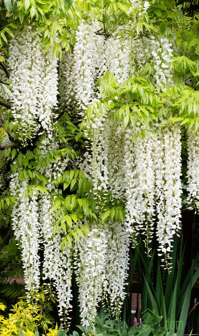 Glicinija (Wisteria floribunda) Alba