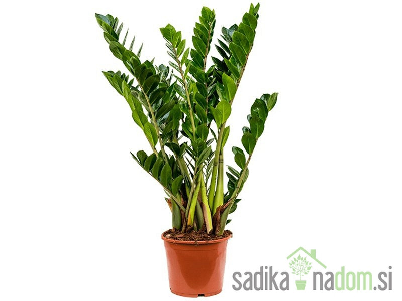 Zamioculcas Zamifolia-NAJBOLJ NEZAHTEVNA 