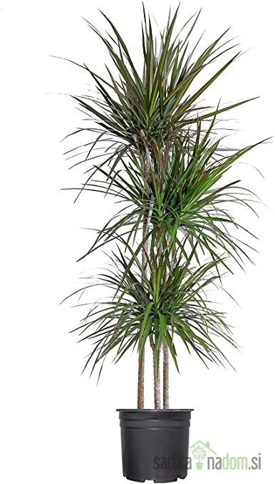 Zmajevo drevo (Dracaena Marginata) - Razvejana